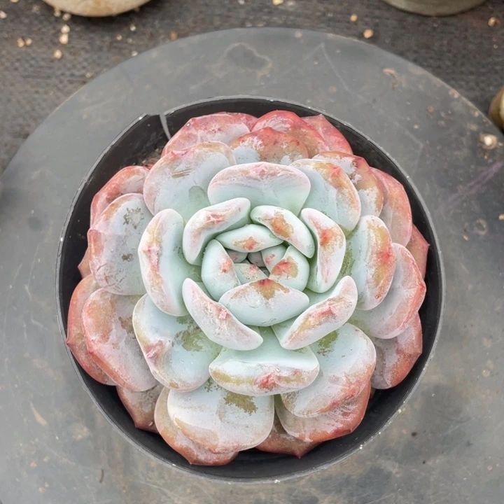 弥鹿之森多肉冰玉