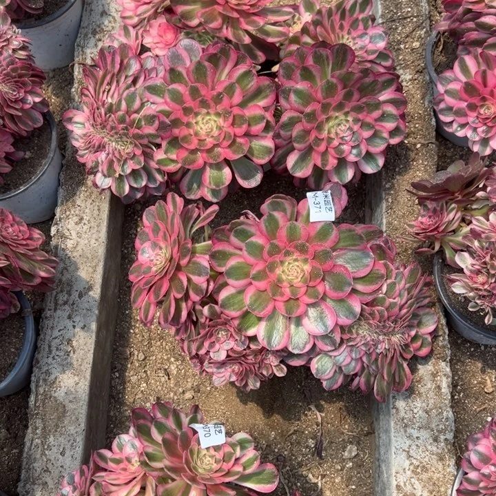 女*氓倾城缀三颗多肉植物370-71-72