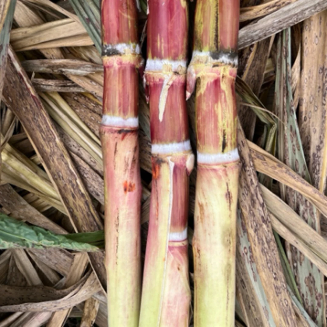云南红皮脆皮甘蔗尖可种植8斤