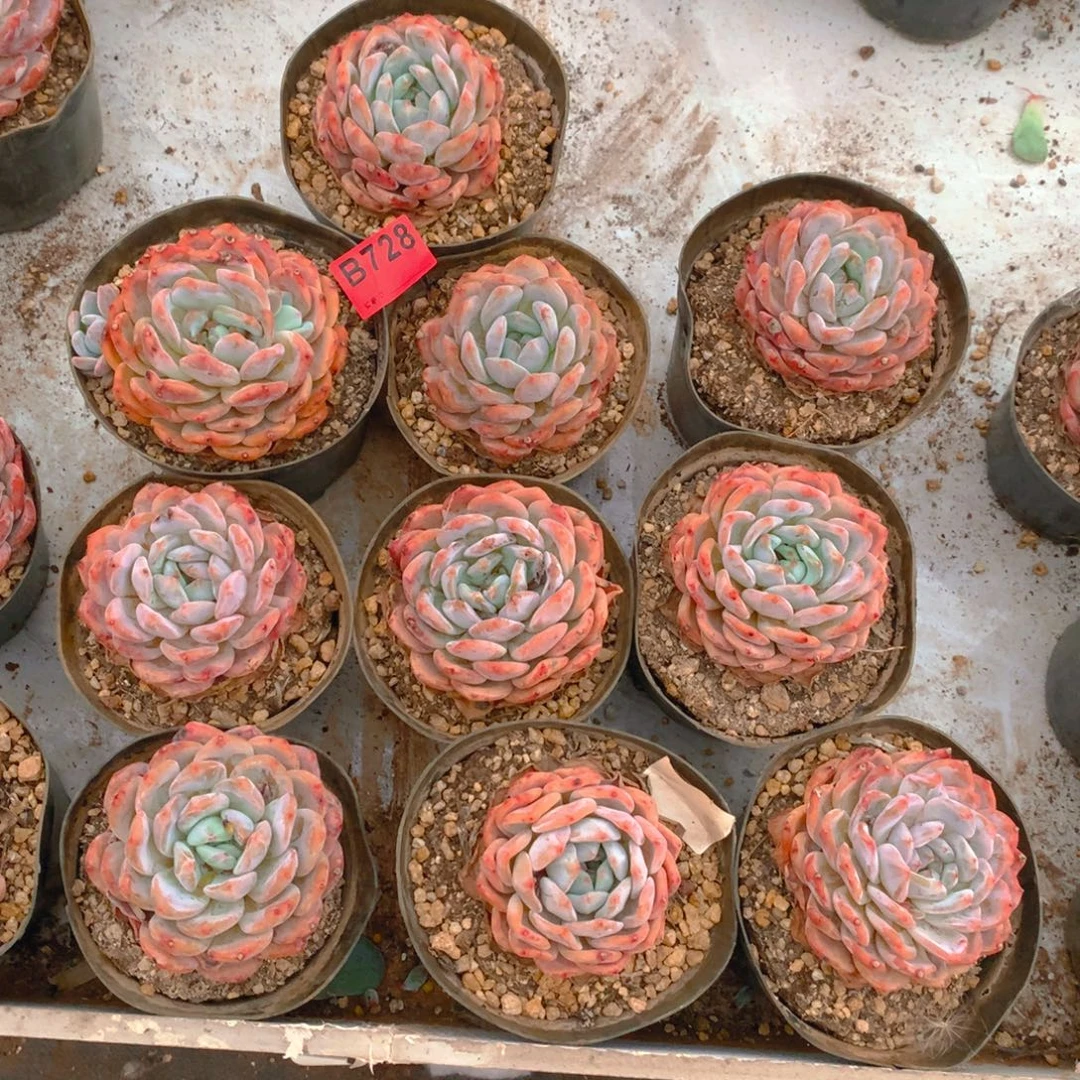 728橙子111111111111