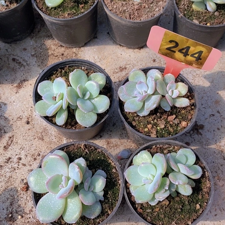 244号韩版奶茶4颗，盆口8厘米。