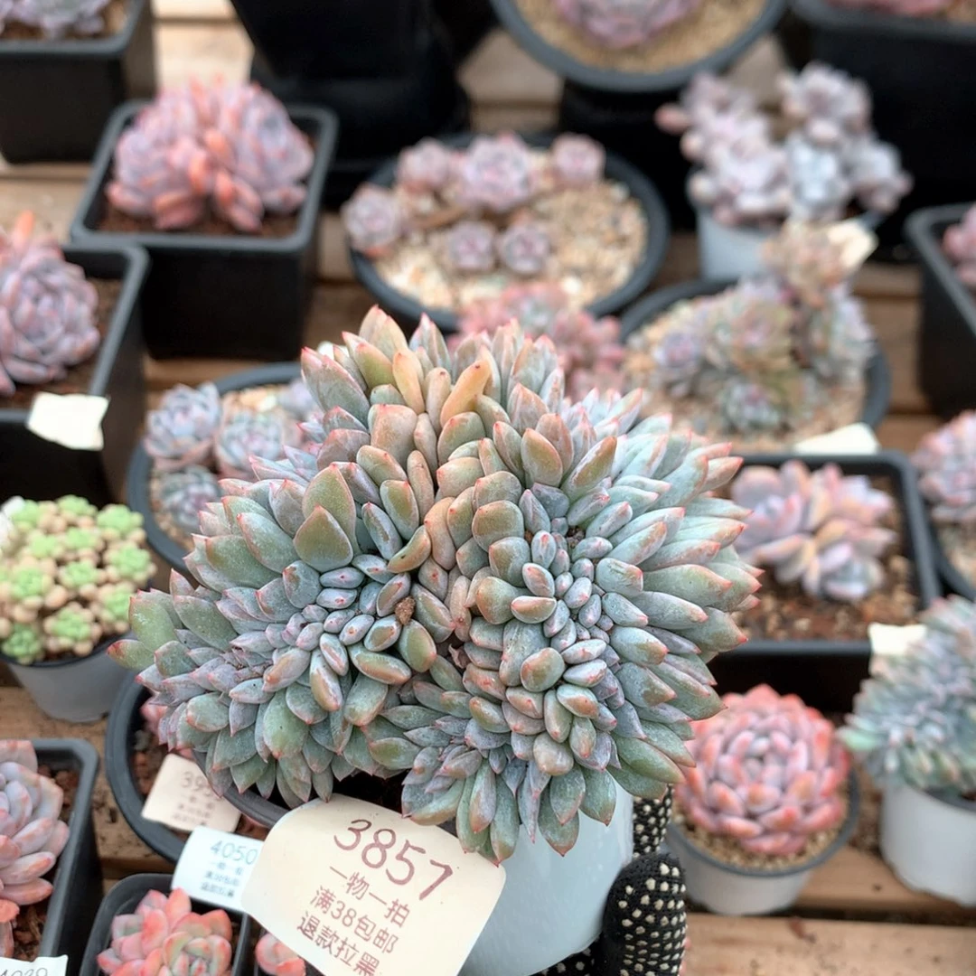 石榴籽盘龙缀有底切3857