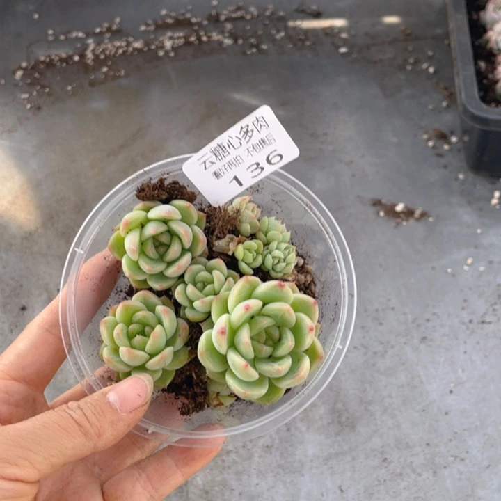 云糖心多肉植物136