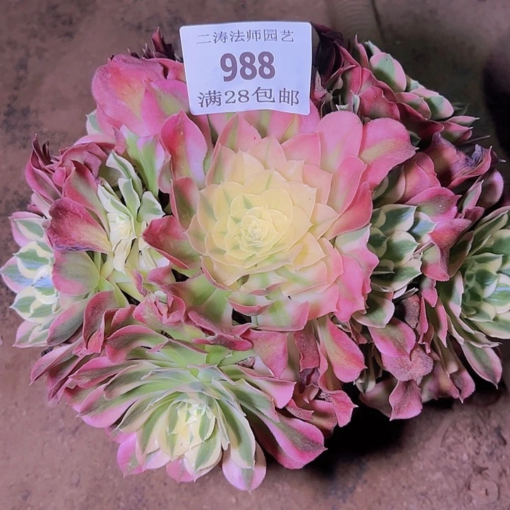 988白凤多肉老桩