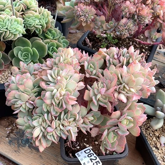 霞光缀化625 亏本处理退款拉黑7-8天发货