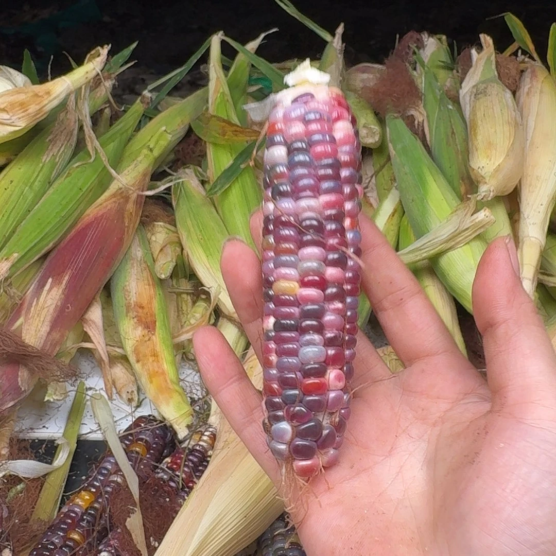 不***.大叶紫檀（黑酸枝木类）