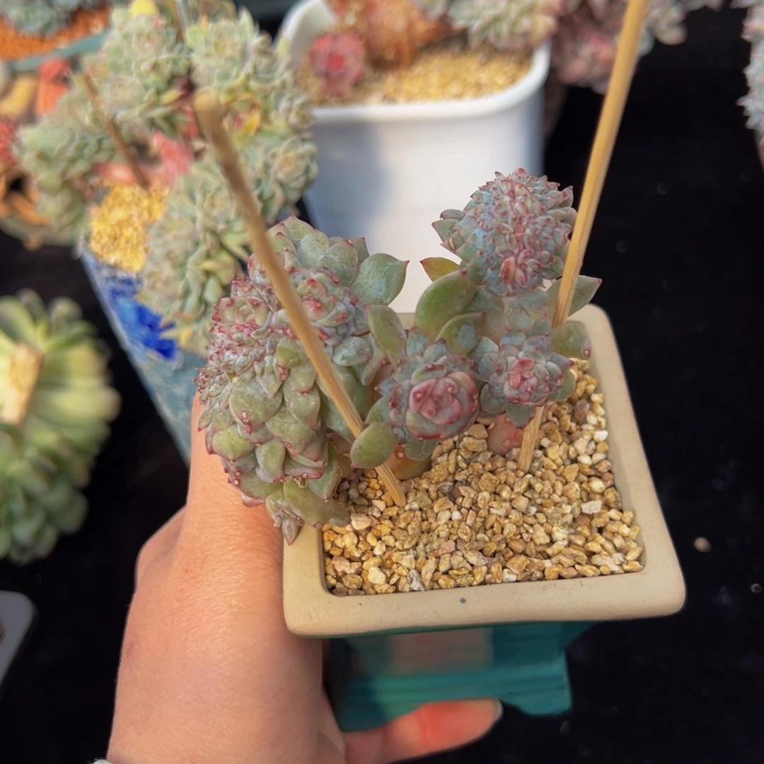 新年快乐 新年快乐