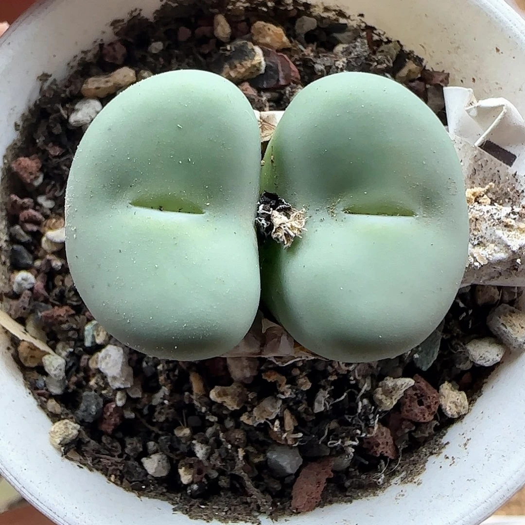 ****٭哈哈哈哈哈哈哈49836