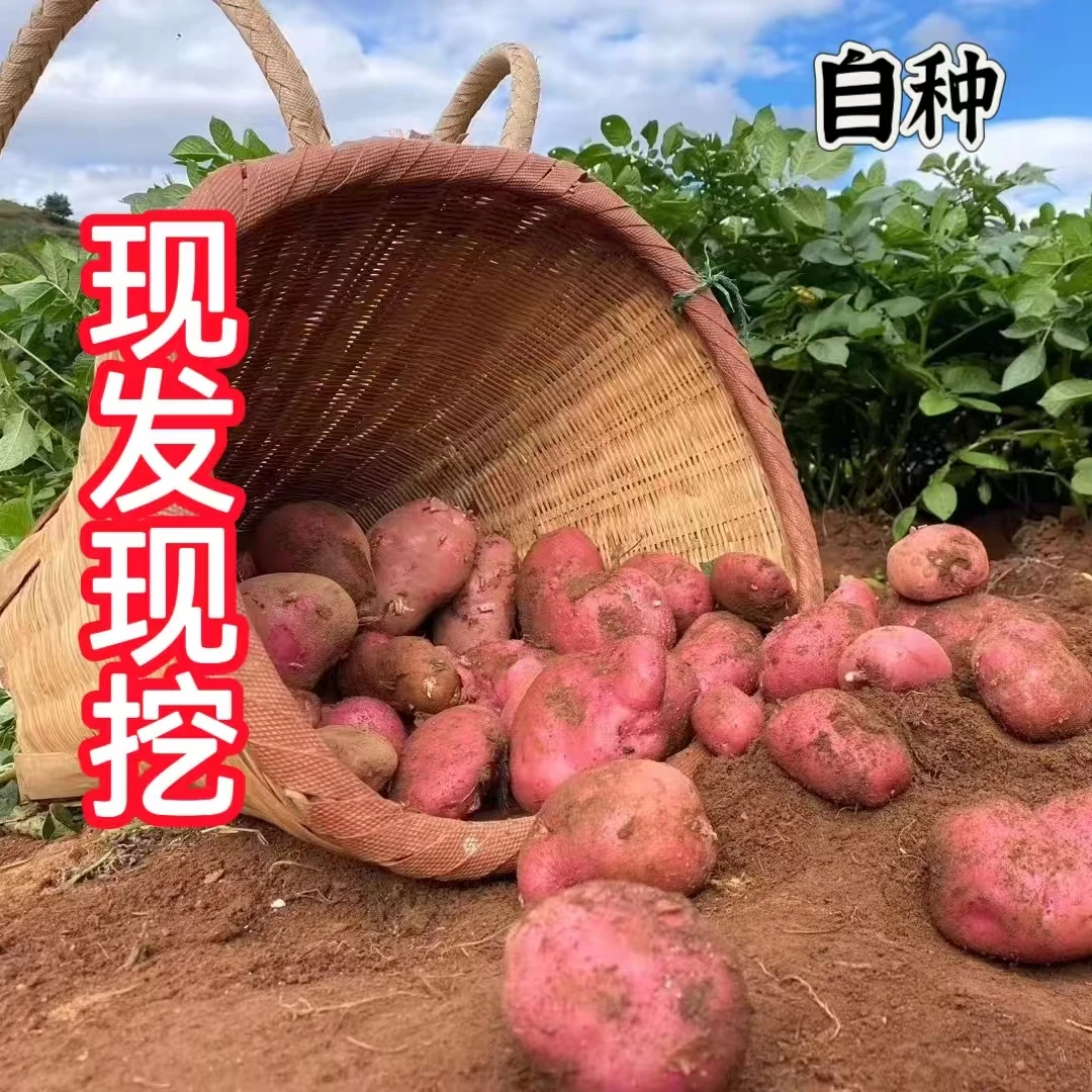 云南正宗红皮黄心土豆果子原产地现采现发新鲜发货南方新奇特