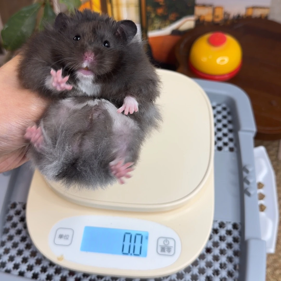 黑熊煤球弟弟8.26