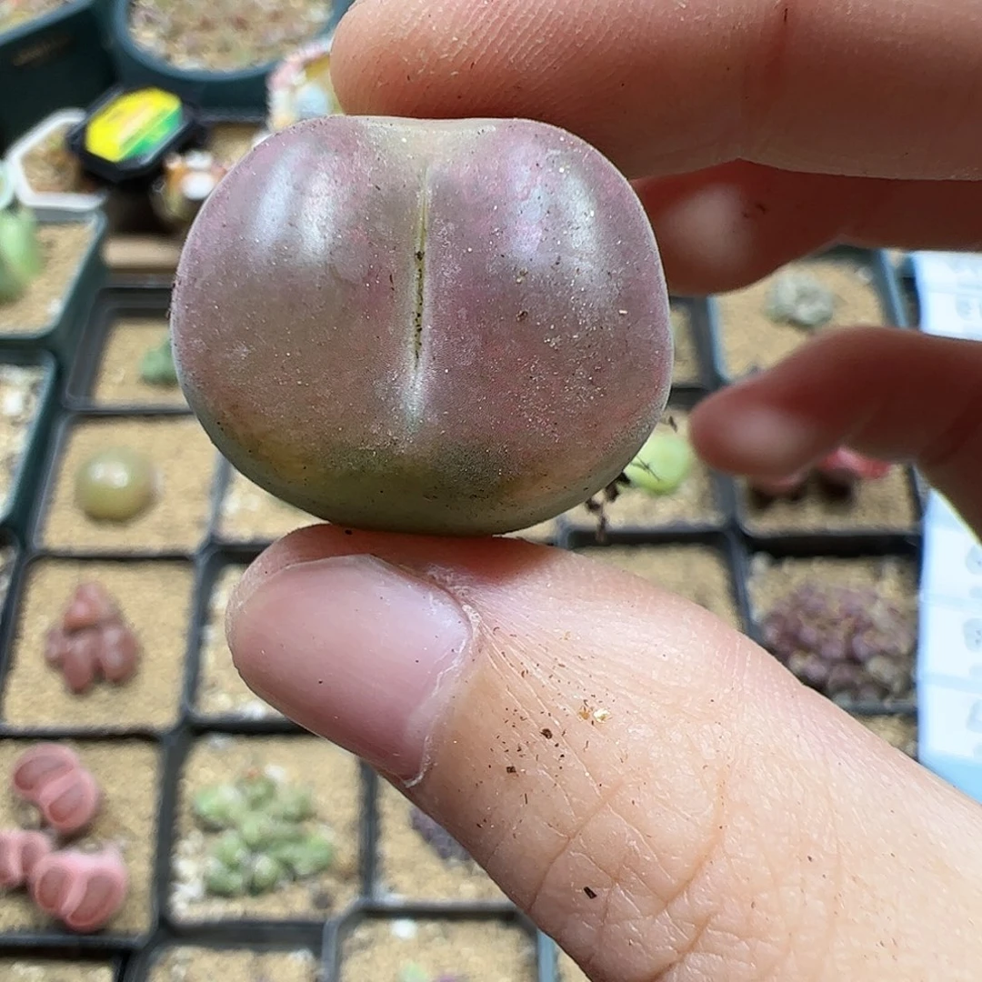 【闪购商品】207 秒