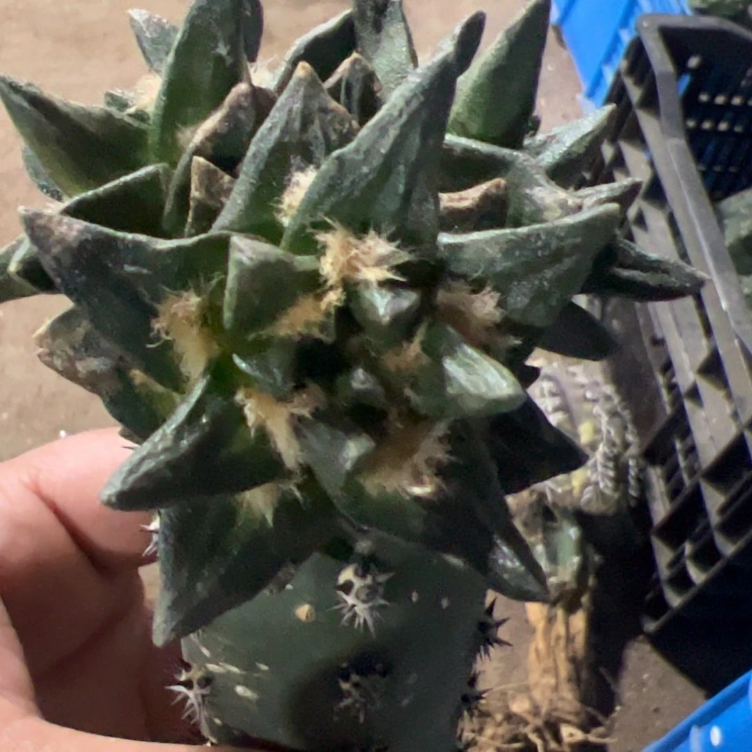 三头龙角牡丹073