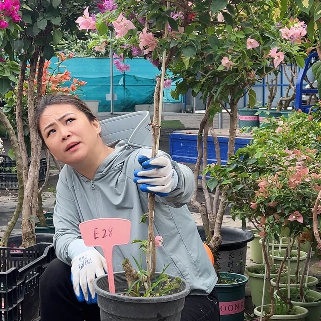 一***好大部分花苞少量开放E28魔法樱花