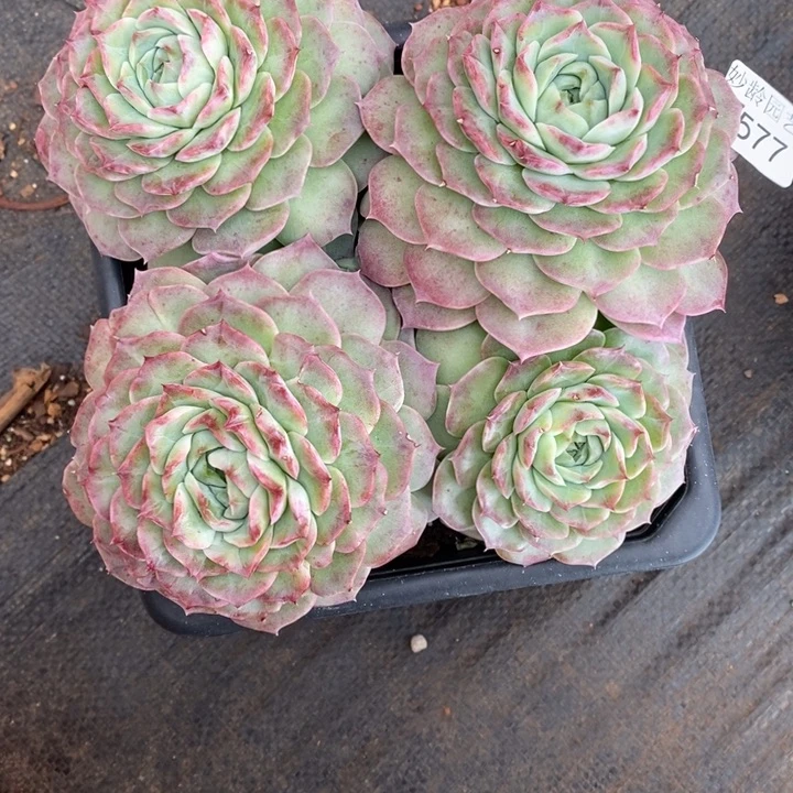 ****思2577叶伤，散群不售后～18厘米