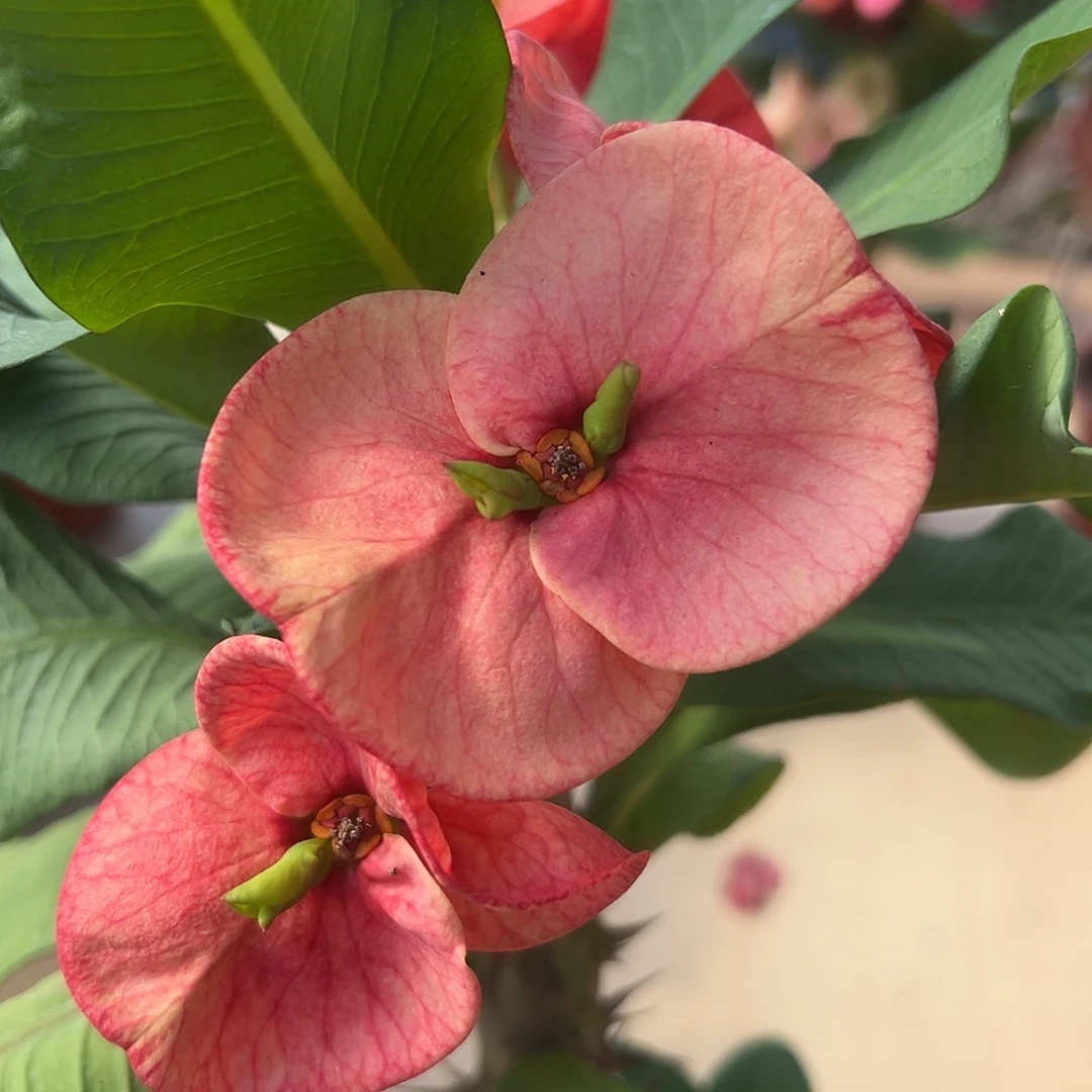 倚月泰国大花虎刺梅