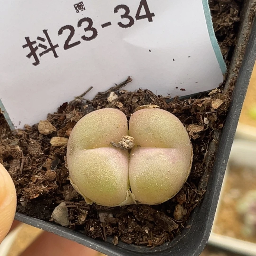 23-34空卡佛多肉植物