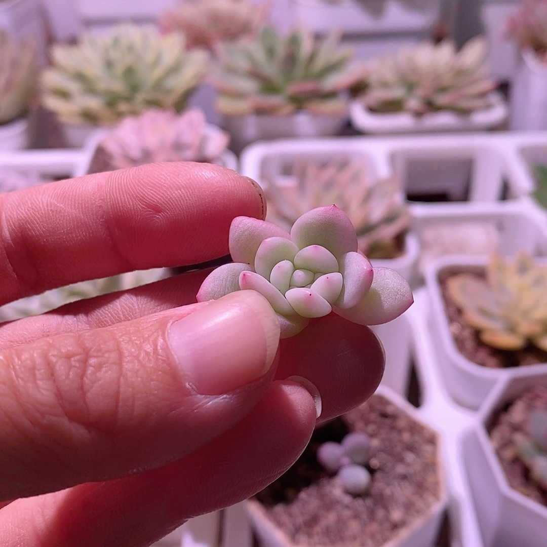 爱丽儿锦多肉侧芽多肉植物