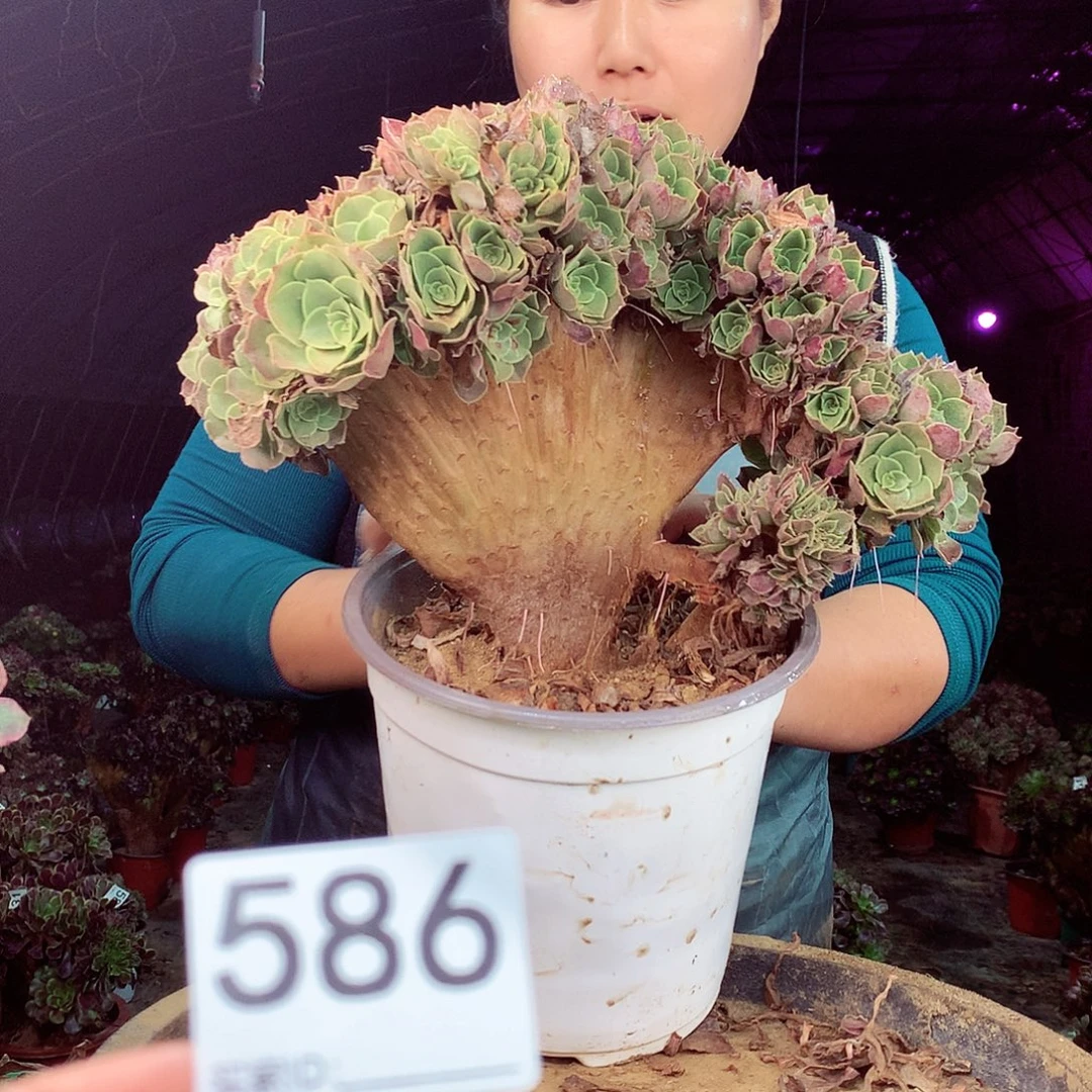 柒柒精品多肉脱土发货不包断侧枝处理586