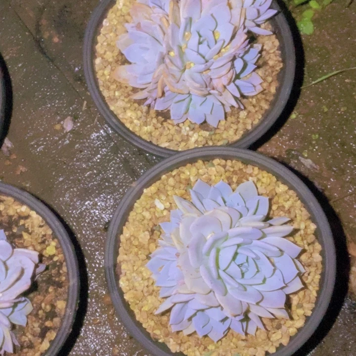 10颗白茶群一单包邮