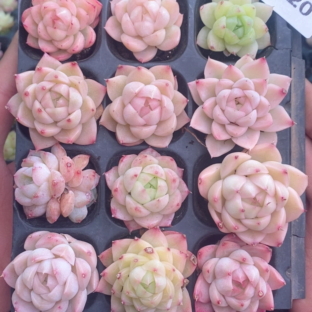 2-120新疆西藏内蒙不发其他一单包邮两到三公分多肉