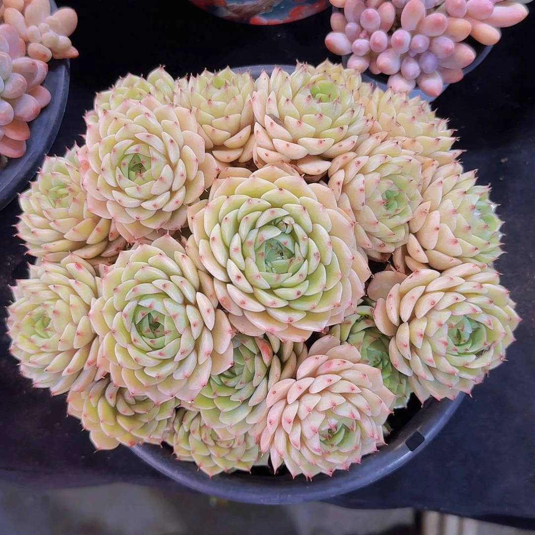 苯巴蒂斯多肉一物一拍