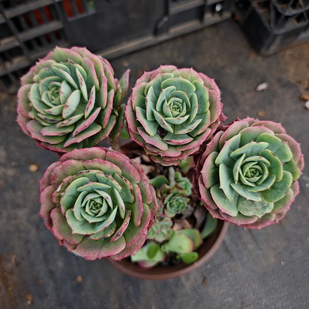 花青谷多肉 精品多肉  克罗地亚玫瑰