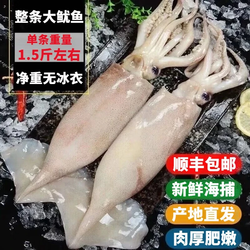 鱿鱼鲜活新鲜特大鱿鱼整只冷冻铁板烧海鲜冷冻商用海鲜水产批发