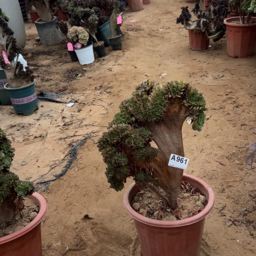 对***！有伤万缀961满28包邮晃荡