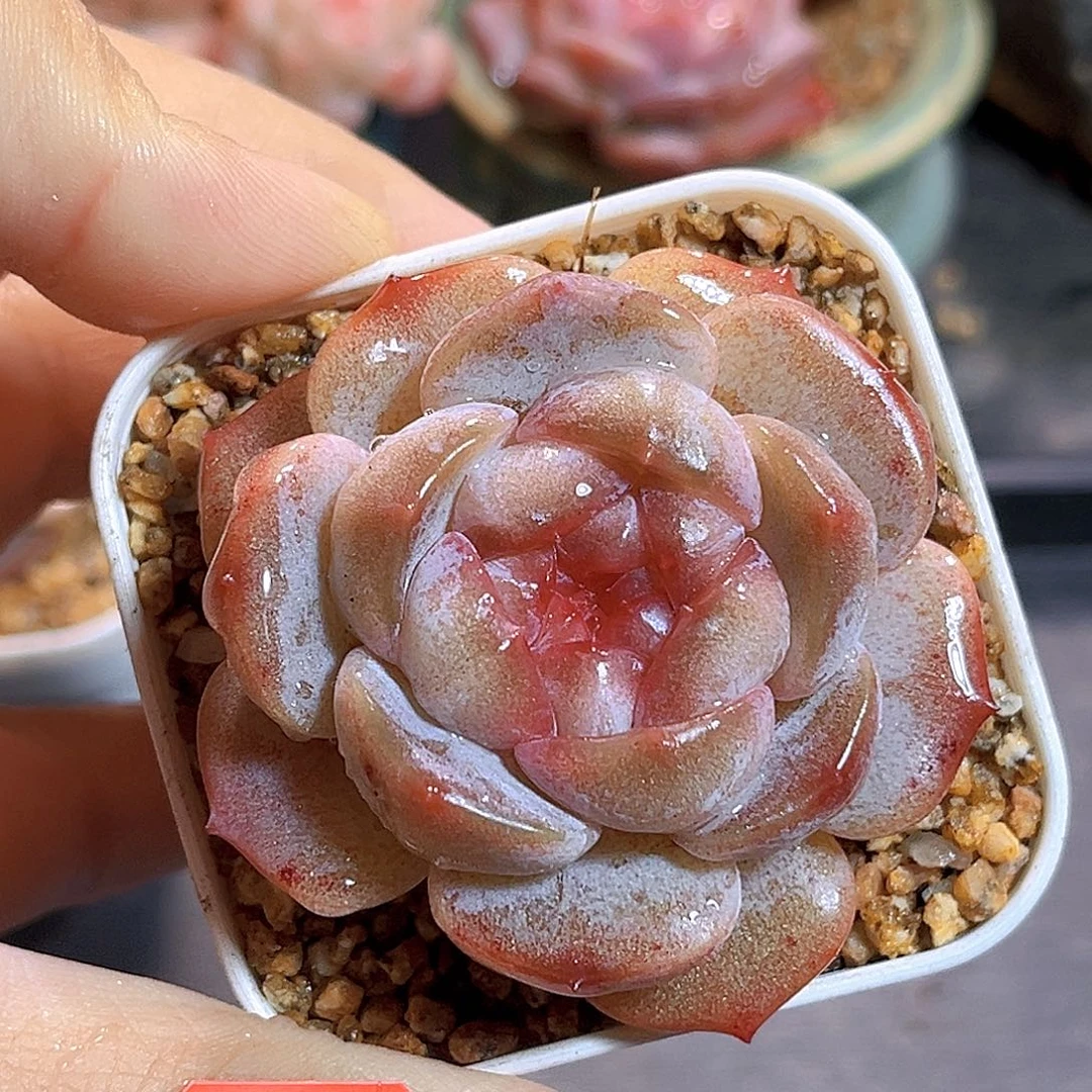 K423 糖炒栗子 满18包邮