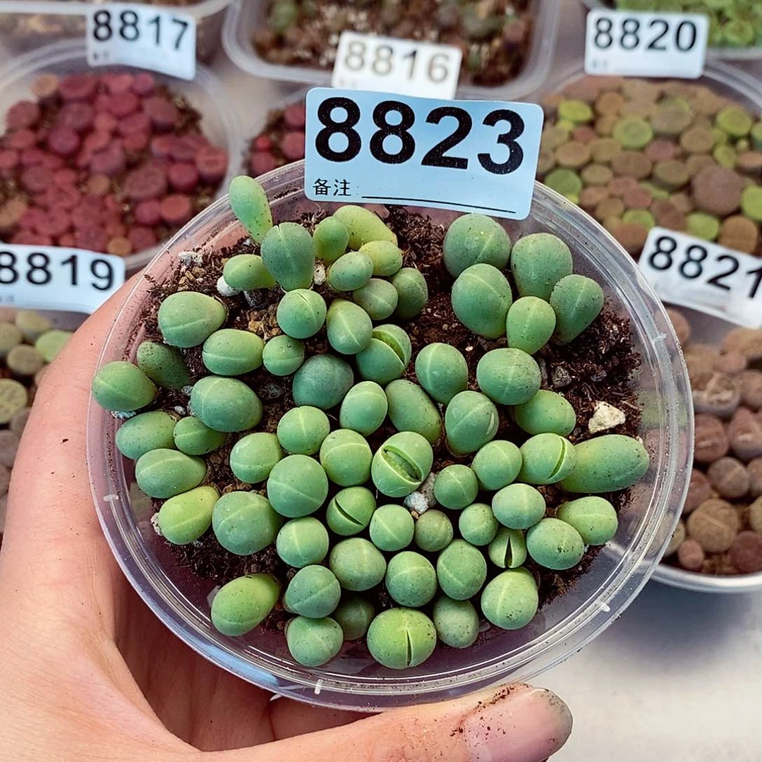 8823银光玉龙卡咯