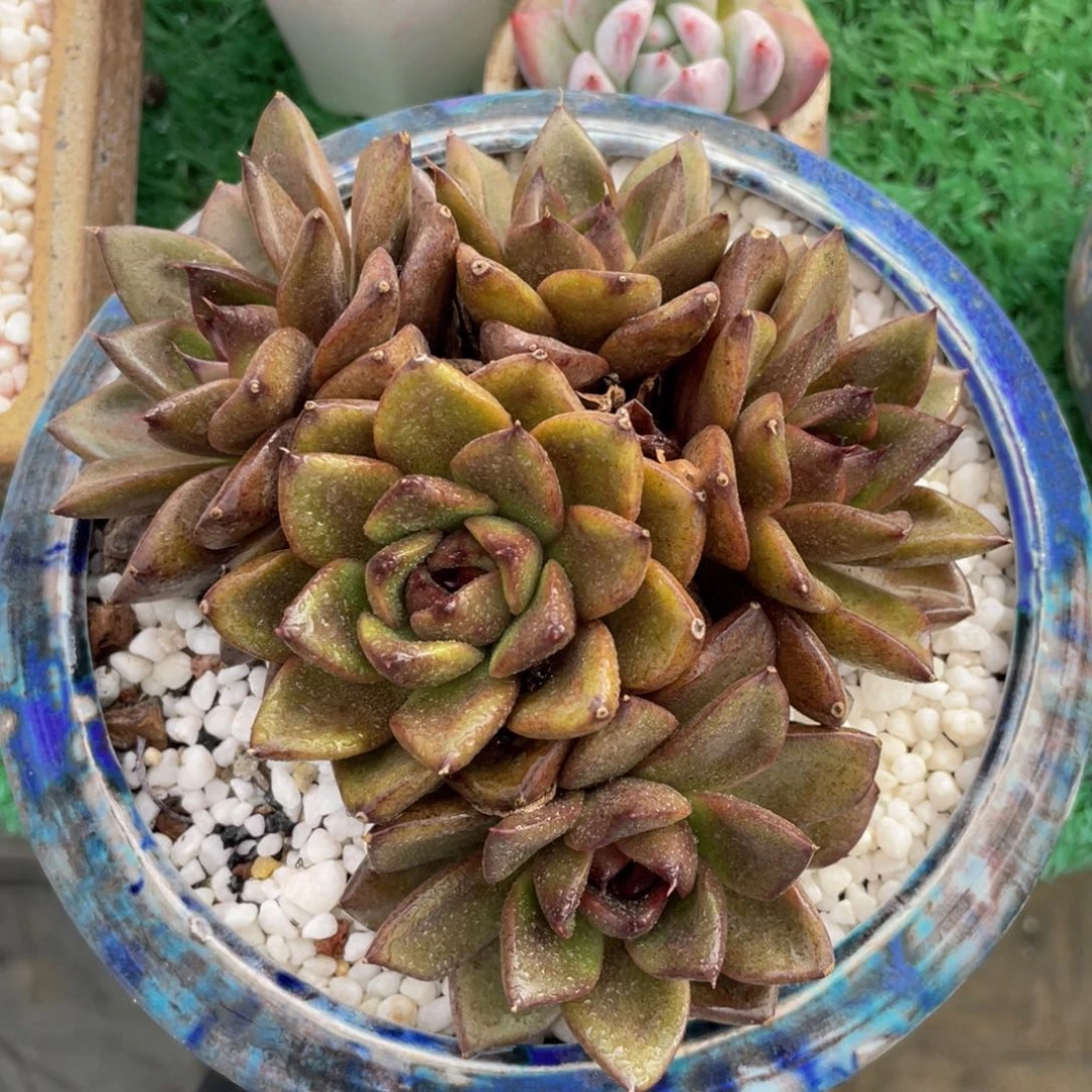 水晶群生多肉植物盆栽多肉