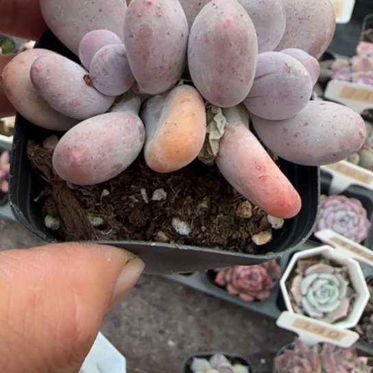 387彩虹奶多肉植物多