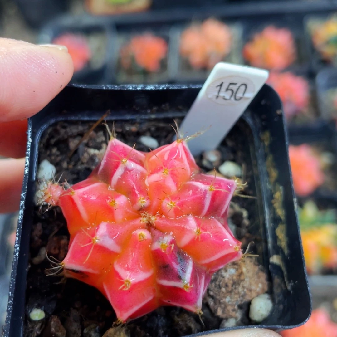 用****6盆5公分满25包邮裸根发货