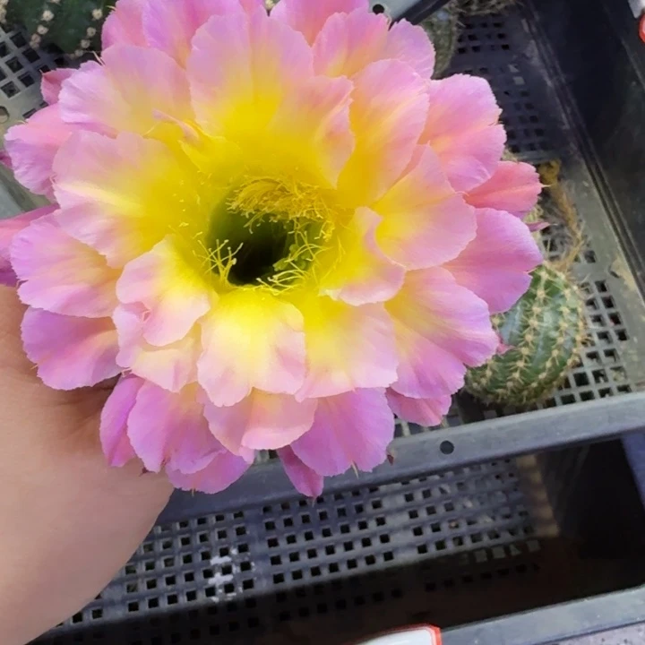 306彩草175歪无根侧牙4公分左右，20包邮