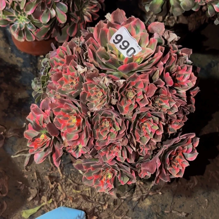 066女妖多肉植物不售后