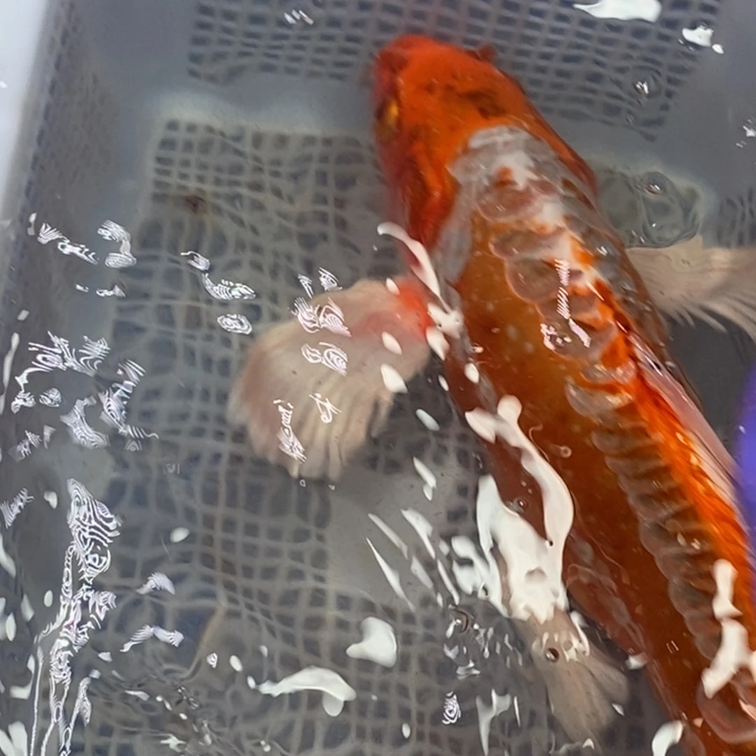 锦鲤锦鲤 开衩掉今充血属于正常情况 介意别拍