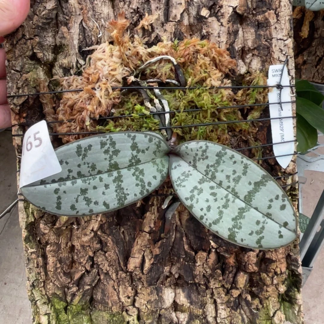 完全开放SWR M929-1165