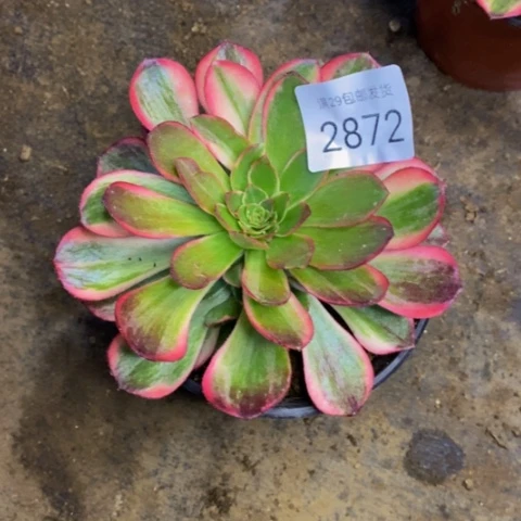 黑魔锦多肉植物2872