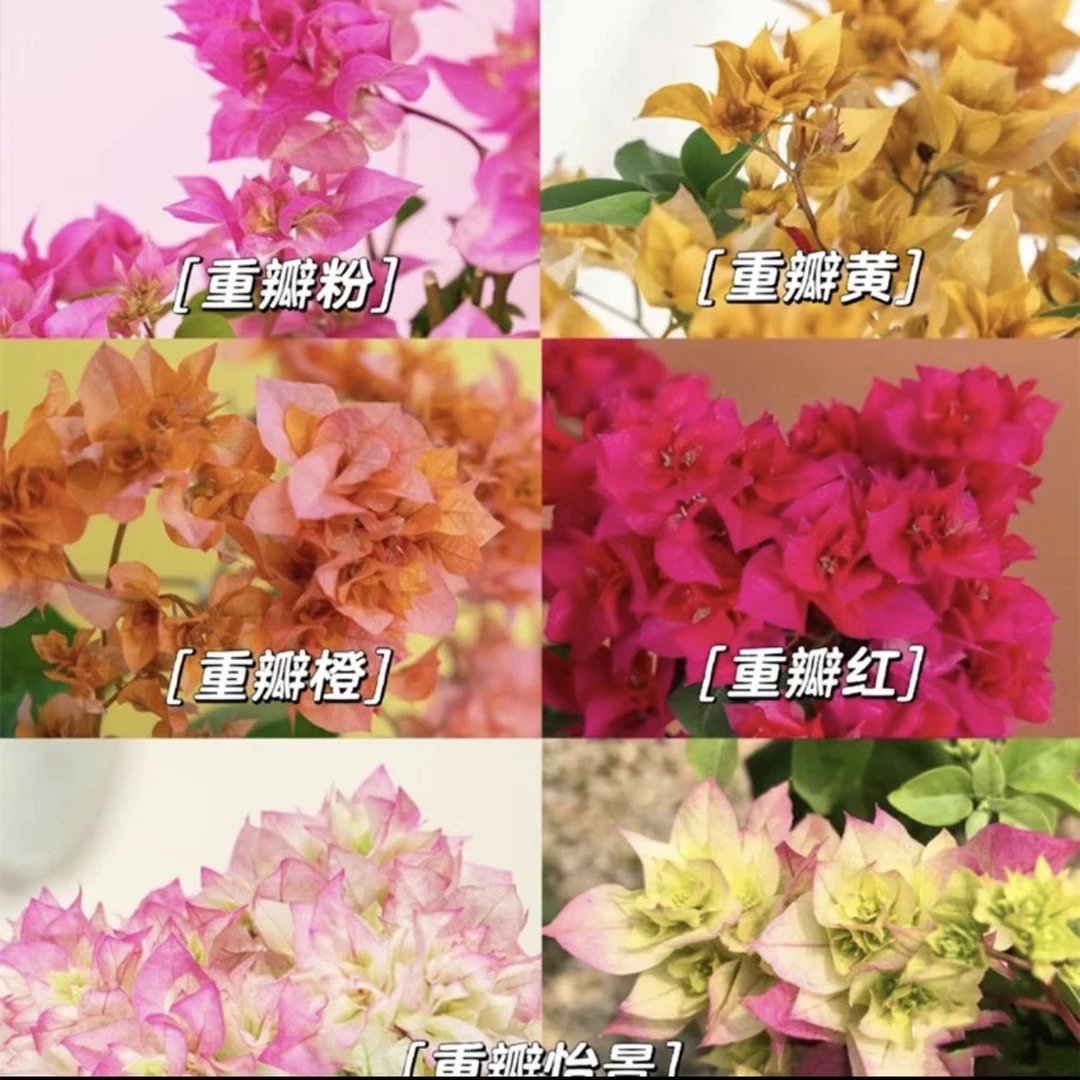 【重瓣系列】重瓣三角梅不带花可爬藤好养勤花不带花非一物一拍