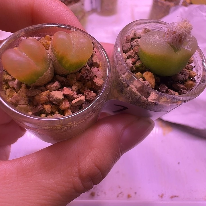 7号，两个不同颜色毛毛，清地方福利出！