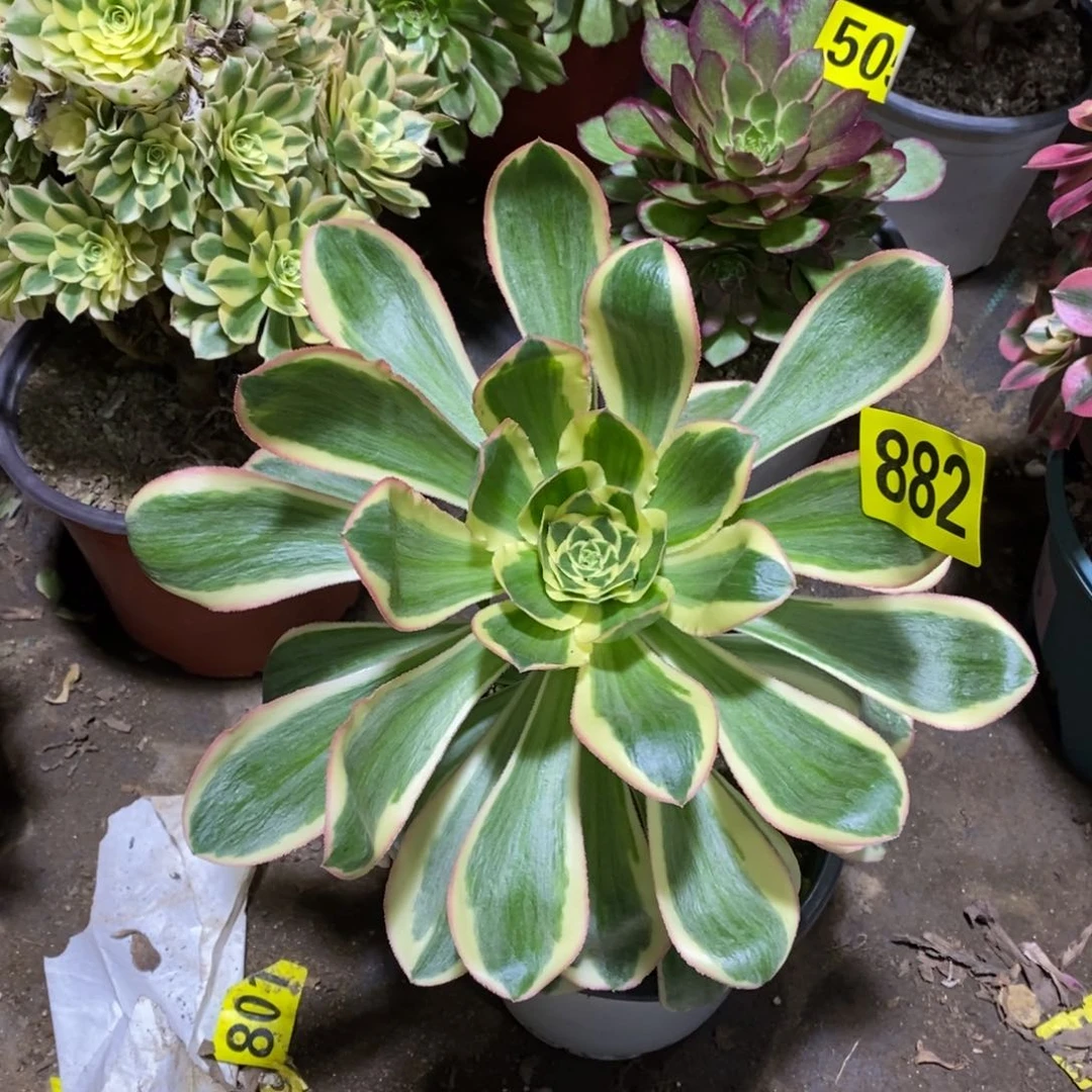 燕姿锦多肉法师882