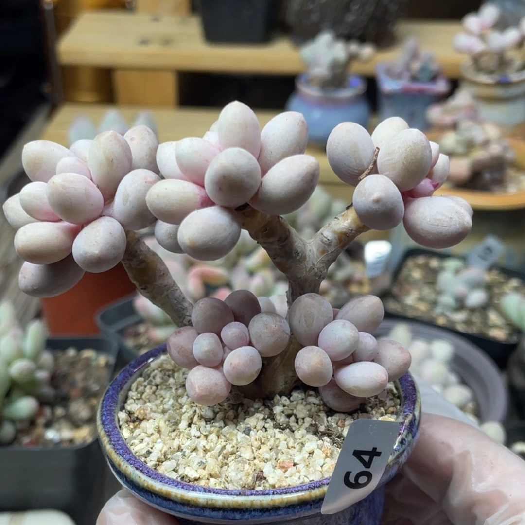 仙子奶酪多肉植物