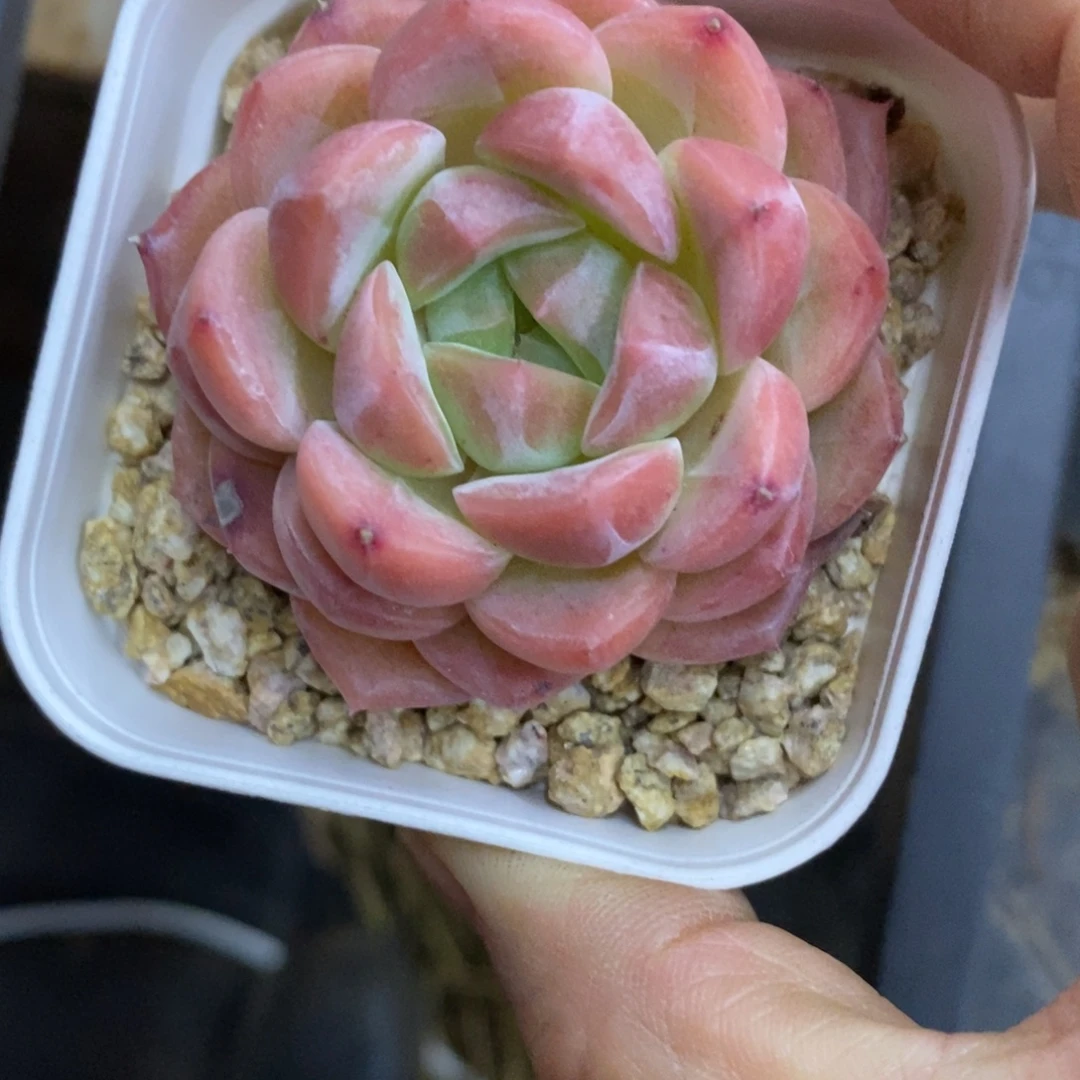 精品多肉一物一拍不包整，41
