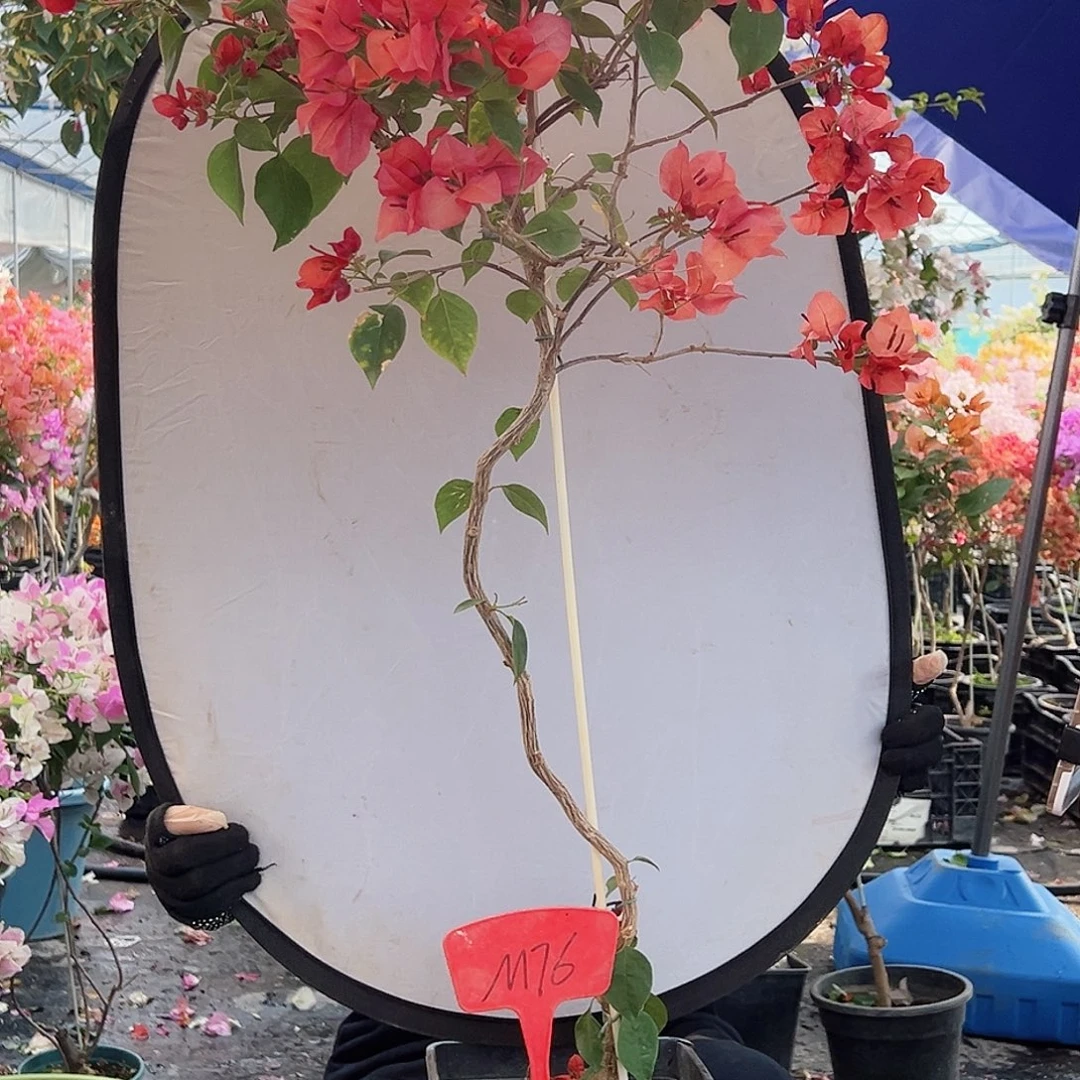 羊***串大部分花苞少量开放M76不甜