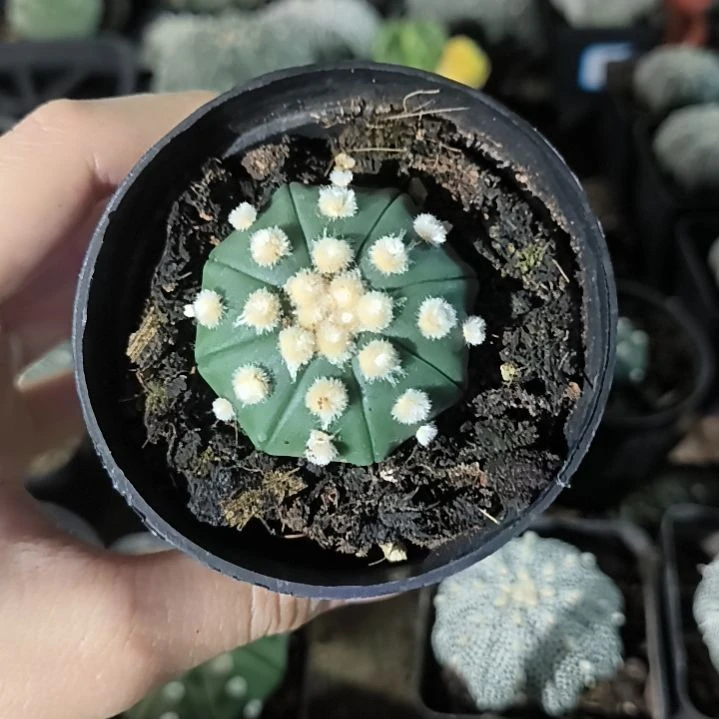 琉璃兜锦4.3一物一拍脱土发货