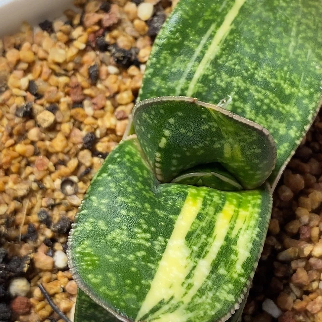 不带盆脱土裸根发货