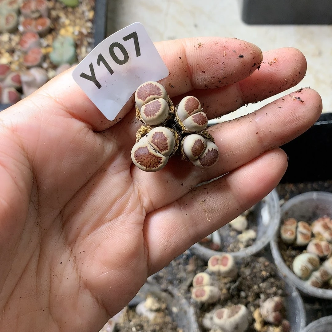 L****eY107多肉植物保护