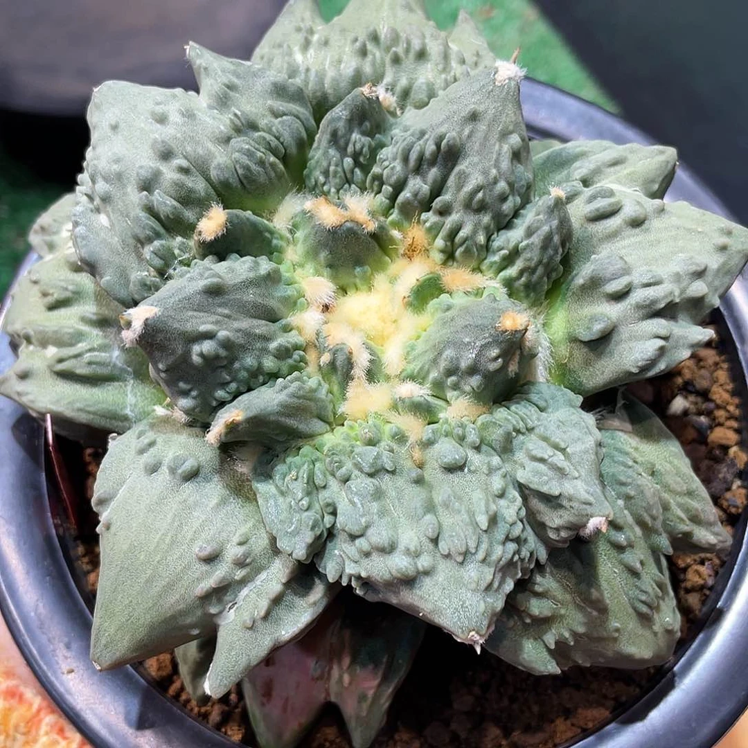 K****.55号13.5cm实生三叉村主怒涛