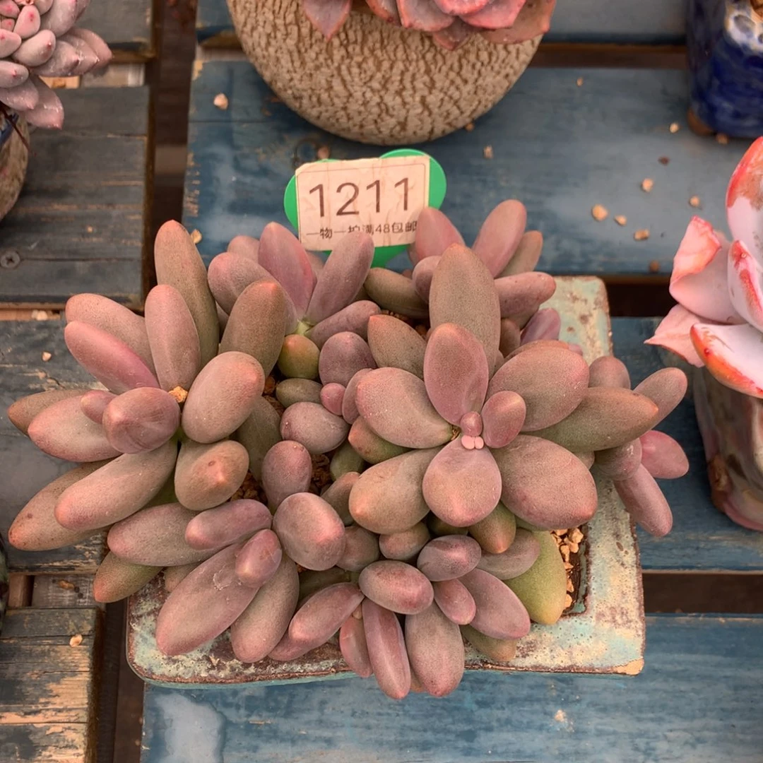 糖果美人无砍平头1211