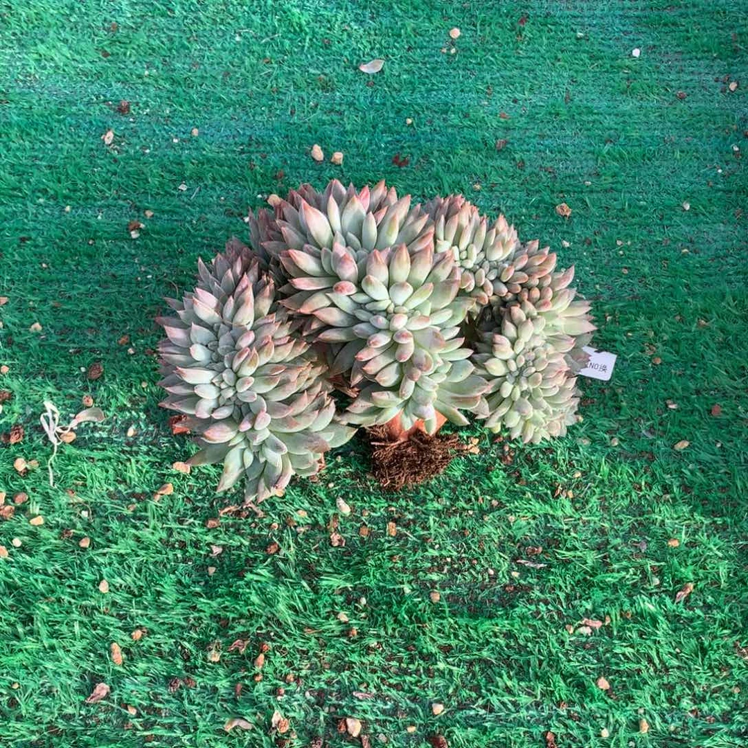 209橙子缀化多肉植物
